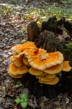 Turuncu parantez mantarının Macro Fotoğrafı. Ağaçların yengeci ya da ağaçların tavuğu olarak da bilinir. Ağaçların üzerinde yetişen Laetiporus Sülfür..