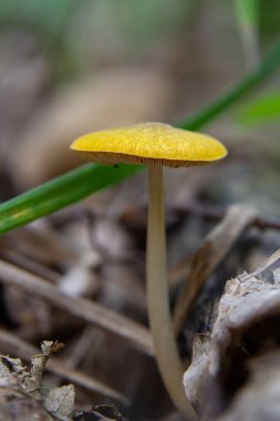 Sarı Saha Mantarı Bolbitius titubanı Yumurta Yumurtası Mantarı olarak da bilinir..