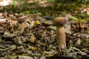 Yeşil yosunlu güzel boletus edulis mantar pankartı. Eski sihirli orman mantarları. Güneşli bir günde beyaz mantar.