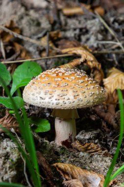 Bu mantar bir amanita rubescens ve ormanda yetişiyor..