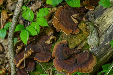 Ormandaki attıkça ahşap üzerinde büyüyen Daedaleopsis adı verilen mantar.