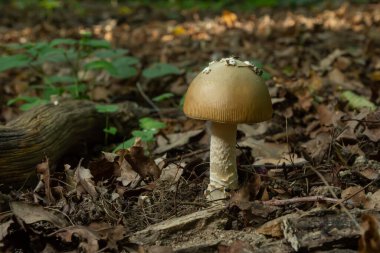 Bu mantar bir amanita rubescens ve ormanda yetişiyor..