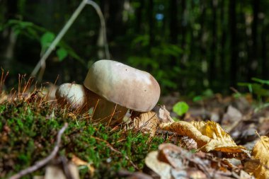 Kömür Yakan Russula Cyanoxantha yenilebilir bir mantardır..