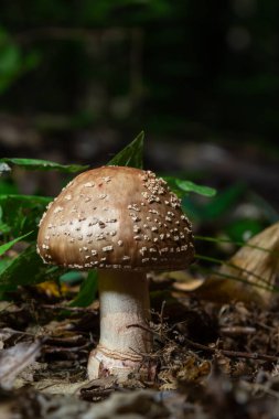 Bu mantar bir amanita rubescens ve ormanda yetişiyor..