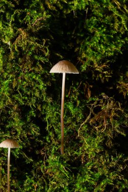 Ormanda beyaz mantarlar, Mycena piringa mantarları.