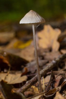Beyaz Mantar Süt Şapkası Mycena galopus var. bulanık arkaplandaki kanada.