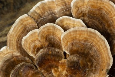 Gloeophyllum sepiaryum mantarı ağaçta ormana doğru. Paslı solungaçlı çokgözenek.