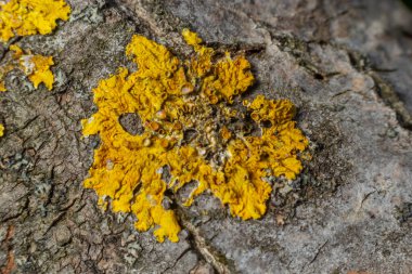 Üzerinde liken yetişen bir ağacın kabuğunun ayrıntıları.