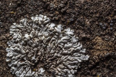 Dokulu yüzeyi ve Lichen Moss 'u olan taştan bir arka plan. Kaba yapı ve liken desenli mineral. Dağ arkaplanı. Doğal taş yüzeyi.