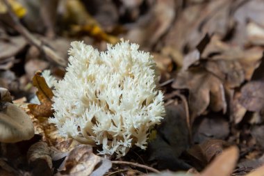 Beyaz mercan, Ramariopsis kunzei ıslak ortamda yetişiyor..