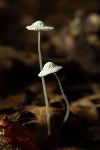 Mushroom White Milking Bonnet Mycena Galopus Var Candida Blurred Background — Stock Photo, Image