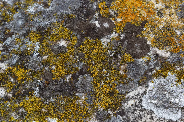 Detailní Záběr Xanthoria Parietina Žlutý Lišejník Kůře Stromu Běžný Pomerančový — Stock fotografie