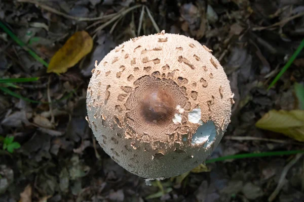 Cap Parasol Mushroom Macrolepiota Procera Original Pattern Brown Scales Circles — Stock Photo, Image