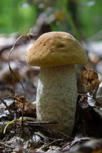 stock image Leccinellum pseudoscabrum mushrooms in the summer. Mushrooms growing in the forest.