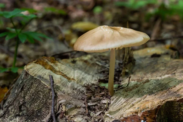 Edible Mushroom Hymenopellis Radicata Xerula Radicata Mountain Meadow Known Deep — Stock Photo, Image
