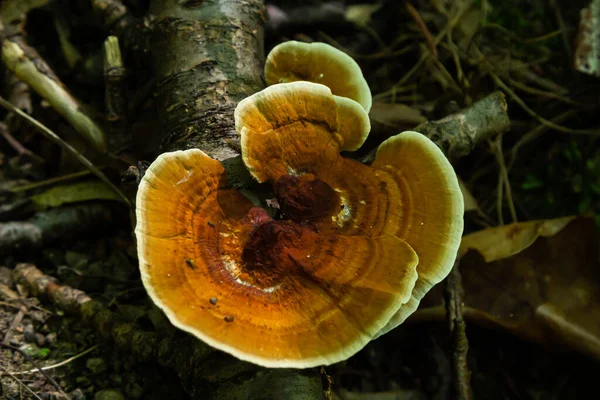 나무에 바닷가재 버섯입니다 고철광 — 스톡 사진
