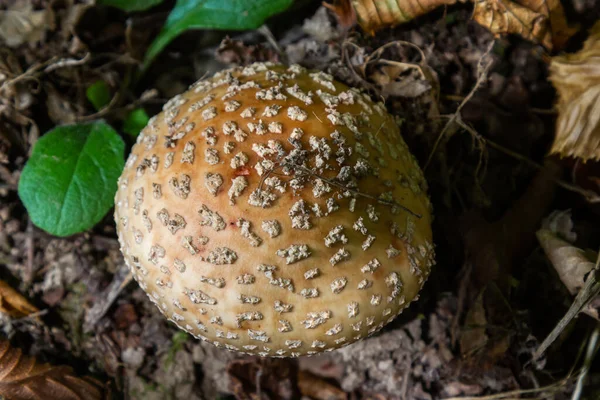 Dieser Pilz Ist Ein Amanita Rubescens Und Wächst Wald — Stockfoto