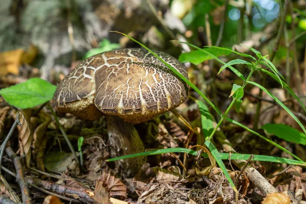 Cogumelo Comestível Leccinum Pseudoscabrum Floresta Decídua Conhecida Como Hazel Bolete — Fotografia de Stock