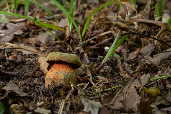 Boletus Erythopus Neoboletus Luridiformis Mushroom Forest Growing Green Grass Wet — стоковое фото