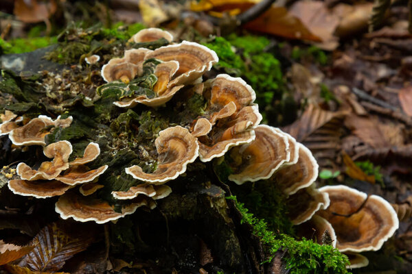 Anise mazegill, a brown rot fungus, Gloeophyllum odoratum.