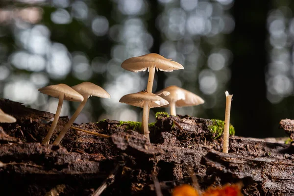 Group of mushrooms of the species Baeospora myosura.