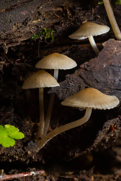 常见的金雀花是一种不可食用的蘑菇 是一张精美的照片 — 图库照片