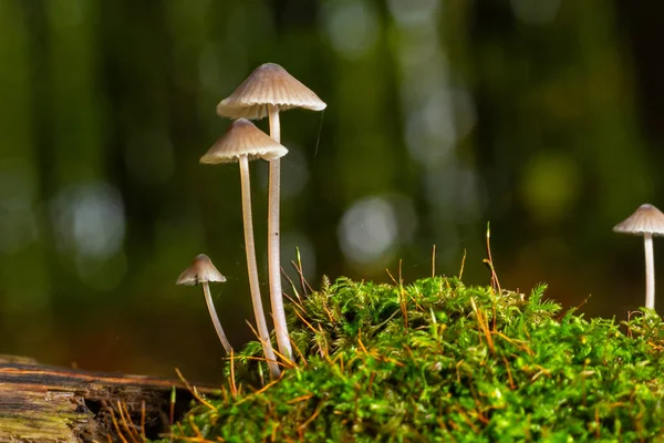White Mushrooms Forest Mycena Piringa Mushrooms — Stock Photo, Image