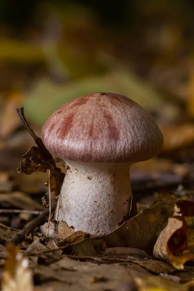 Small Gassy Webcap Cortinarius Traganus Poisonous Mushrooms Forest Close Selective — Stock Photo, Image