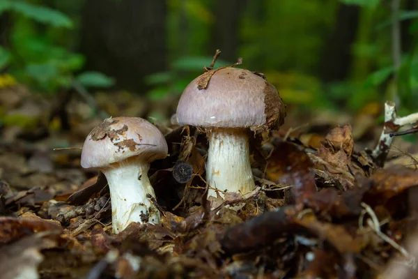 Kleine Gassy Webmütze Cortinarius Traganus Giftige Pilze Wald Großaufnahme Selektiver — Stockfoto
