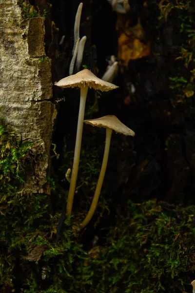 Mushroom White Milking Bonnet Mycena Galopus Var 背景模糊的直白 — 图库照片
