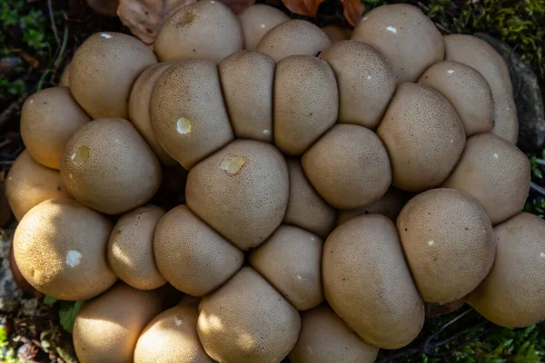 Lycoperdon Umbrinum Edible Puffball Mushroom Stacked Macro Photo — Stock Photo, Image