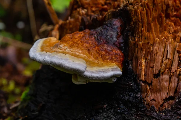 stock image Fomes fomentarius, commonly known as the tinder fungus, false tinder fungus, hoof fungus, tinder conk, tinder polypore or ice man fungus.