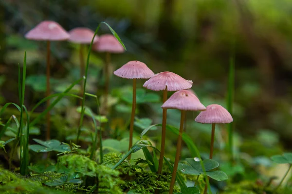 スプルースの森で目に見えないキノコミケーナ ロセラ ピンクボンネットとして知られる 苔の中で成長する野生のキノコ — ストック写真