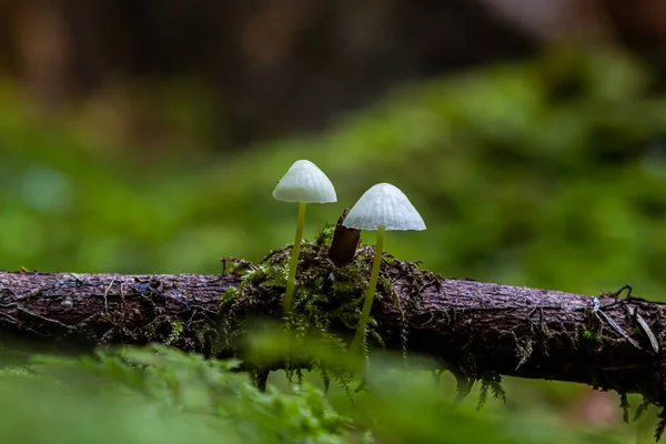 森の中の苔の間 Mycena Epipterygia — ストック写真