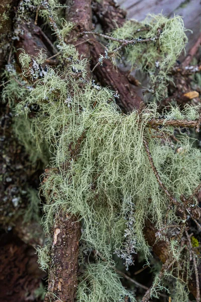 Closeup Lichen Usnea Filipendula Parasite Plant Tree Branch Photo Taken — Stock Photo, Image