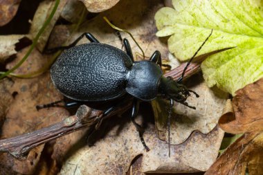 Carabus coriaceus, Avrupa 'da yaygın olarak bulunan bir böcek türüdür ve burada yaprak döken ormanlarda ve karışık ormanlarda yaşar. Kapat..