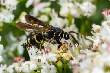 Paranthrene tabaniformis on elder flower close-up. In the natural environment, near the forest in summer.