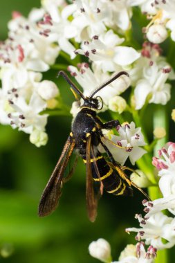 Paranthrene tabaniformis on elder flower close-up. In the natural environment, near the forest in summer.
