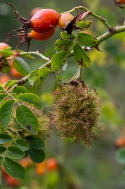 Gül bedeguar safrası, Robin 'in iğnelik safrası, yosun safraları gülün üzerinde diplolepis rosae.