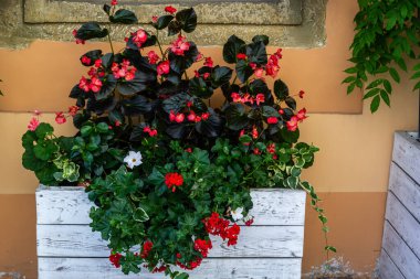 decorating window sills on the street side red geranium in flowerpots. Blooming red Pelargonium hortorum.