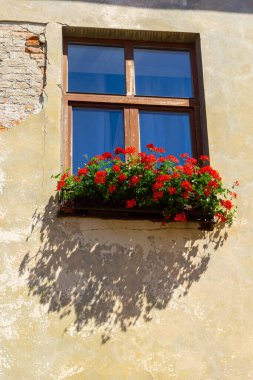 Antik tarihi bina cephe. Windows çiçekli. Lviv, Ukrayna. Avrupa seyahat fotoğraf.