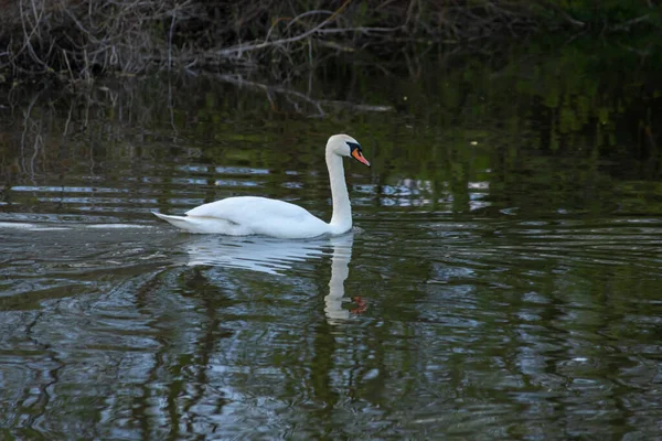 Whooper Swan Cygnus Olor Wodzie Ciemnym Tle Rzeka Letni Wieczór — Zdjęcie stockowe