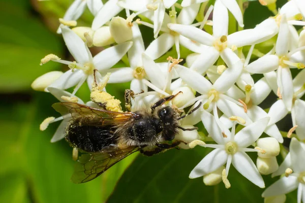 stock image Honey bee with a basket for pollen sits on white flowers Cornus alba, red-barked, white or Siberian dogwood.