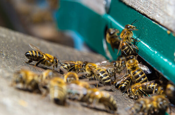 Многие пчелы возвращаются в пчелиный улей и входят в улей с собранным цветочным нектаром и цветочной пыльцой. Рой пчел, собирающих нектар с цветов. Здоровый органический фермерский мед.