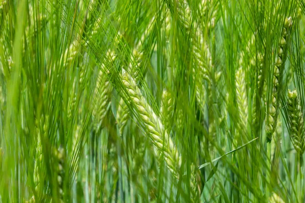 Agricultural Field Green Rye Grows Agriculture Obtaining Grain Crops Rye — Stock fotografie