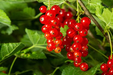 Frenk üzümü bir çalı Bahçe, berry, hasat, yaz, bitki yetişen.