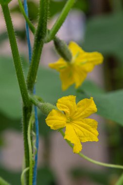 Salatalık yetiştiriciliği, Yeşil Salatalık Yetiştirme Çiftliği. Kapatın..