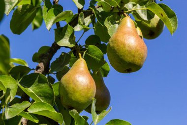 Pear tree. Pear green garden with fruit. Natural environment, outdoors.