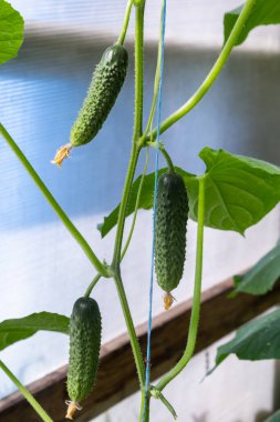 Sarı çiçekli salatalık. Yaprakların arka planında taze salatalık yakın plan makrosu.