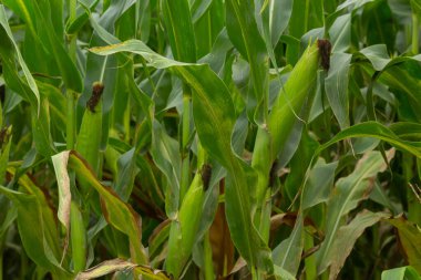 Corn Plantation Food. close up of a corn field in the countryside, many young corns are grown for harvesting to sell to a food factory.